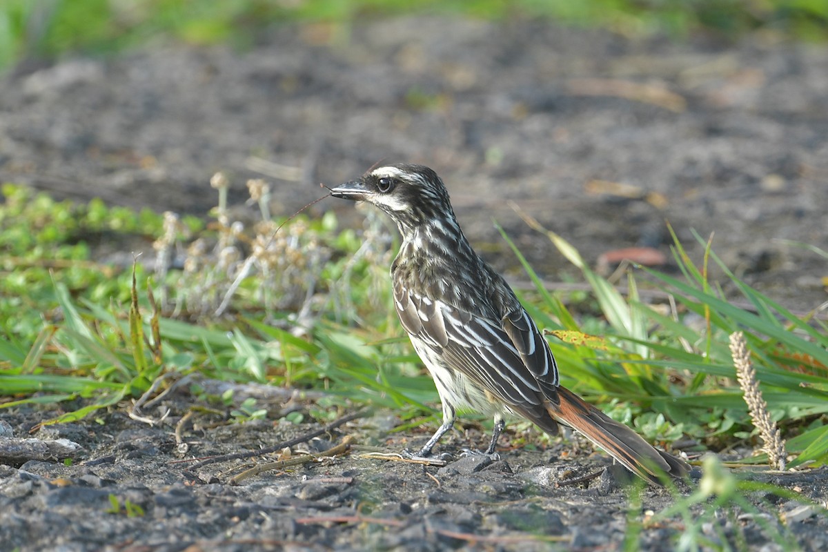Streaked Flycatcher (Southern) - ML647814928