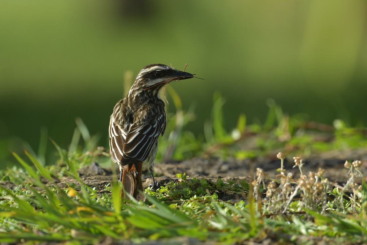 Streaked Flycatcher (Southern) - ML647814929