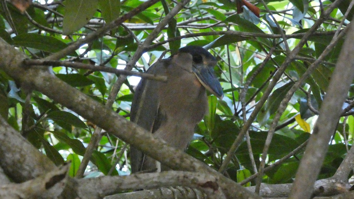 volavčík člunozobý - ML647814931