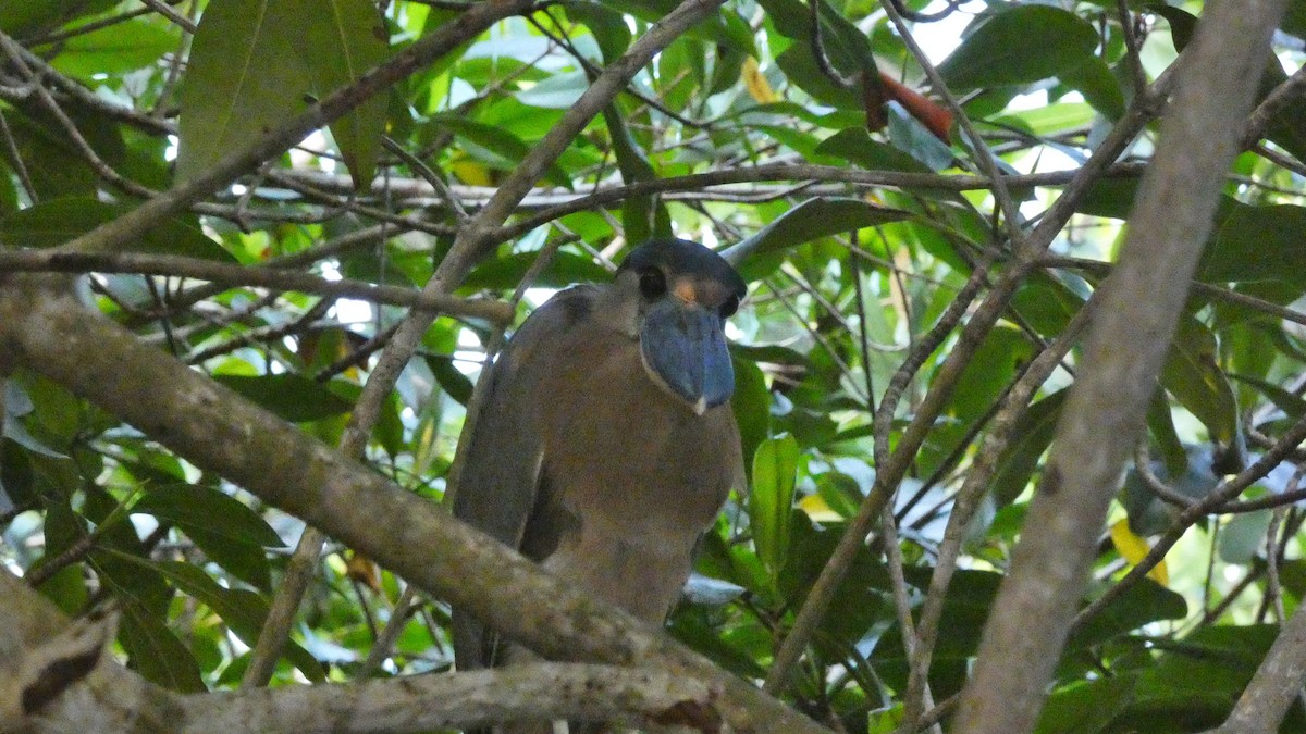 volavčík člunozobý - ML647814932