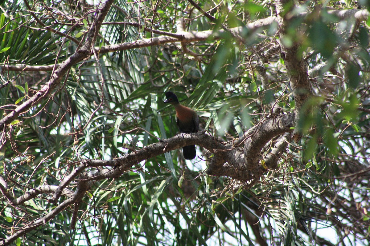 turako lesklohlavý - ML647814933