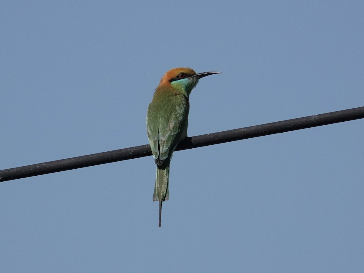 vlha indická - ML647814934