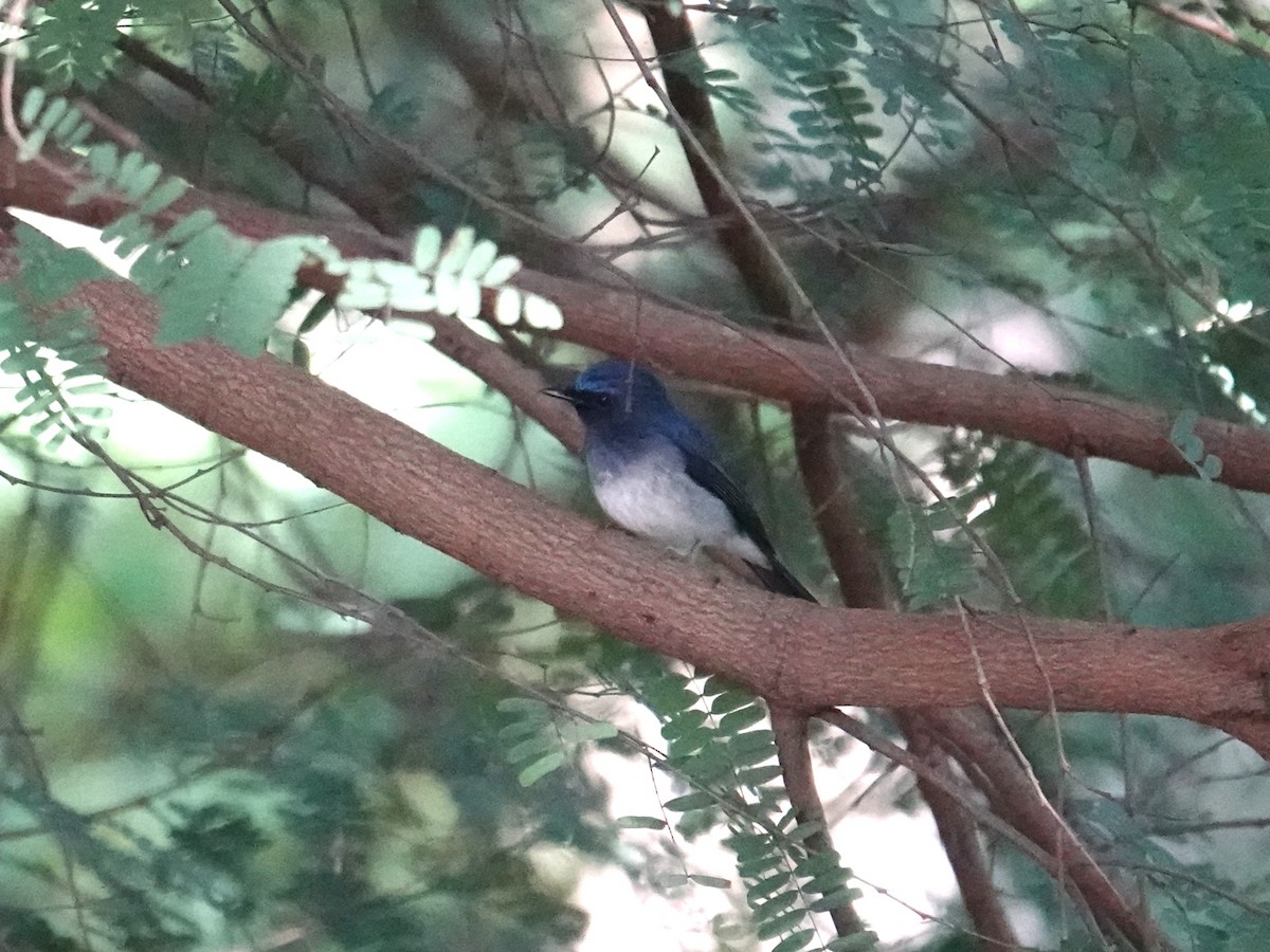 Hainan Blue Flycatcher - ML647814935