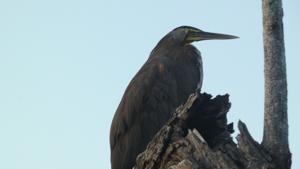 bukač středoamerický - ML647814936