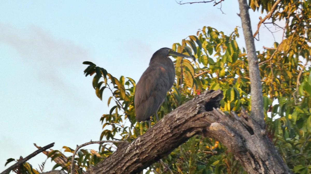 bukač středoamerický - ML647814937