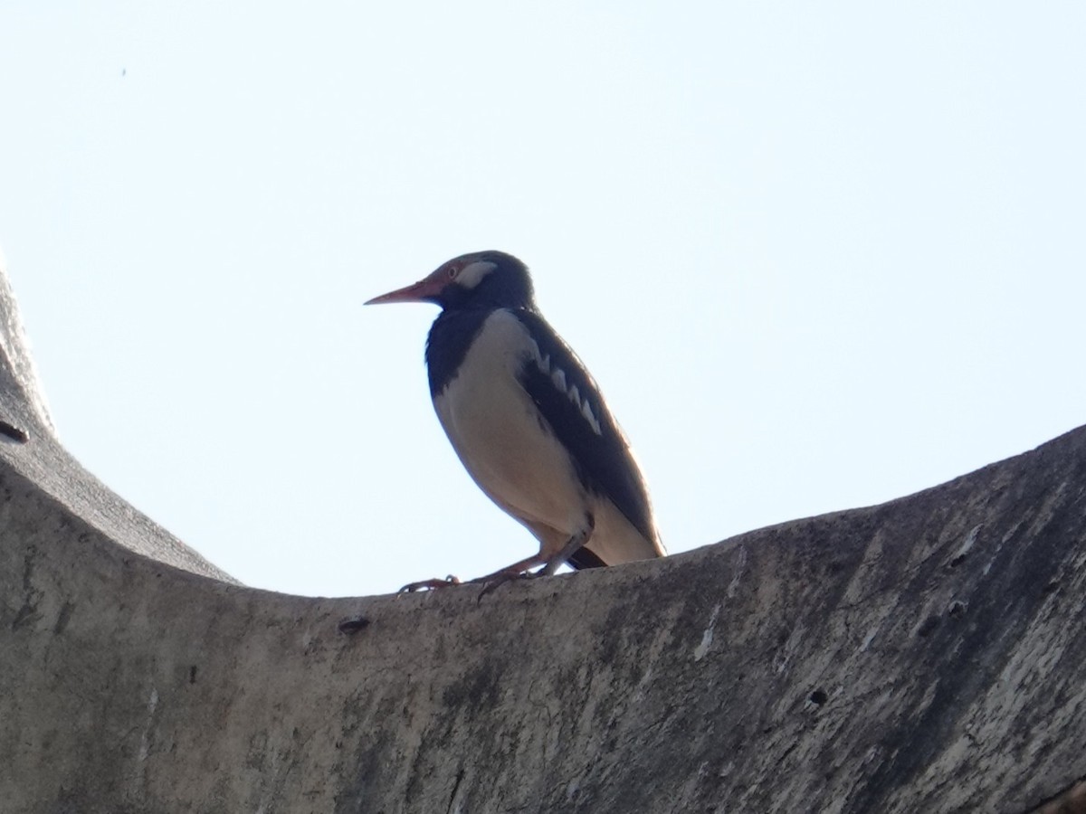 špaček thajský - ML647814938