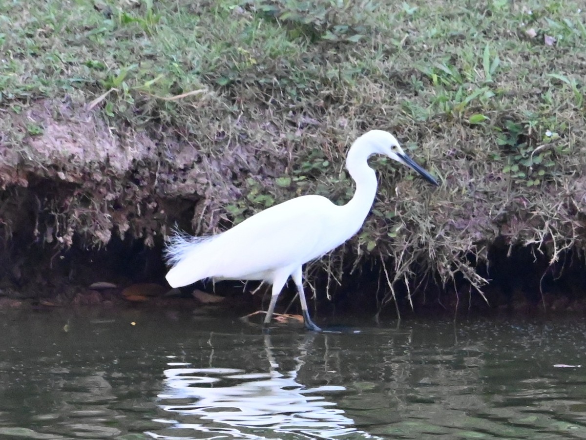 volavka stříbřitá - ML647814939