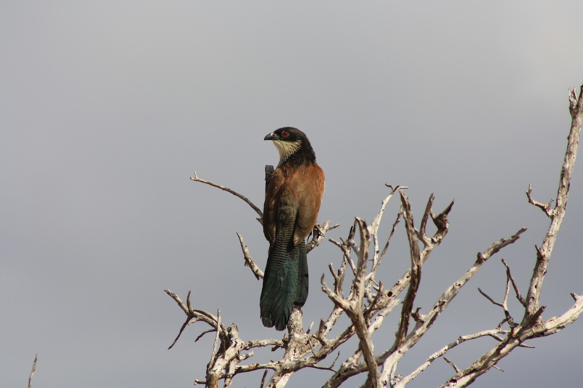 kukačka bělohrdlá - ML647814940