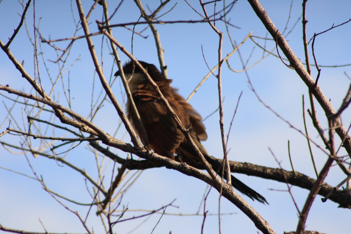 kukačka bělohrdlá - ML647814941