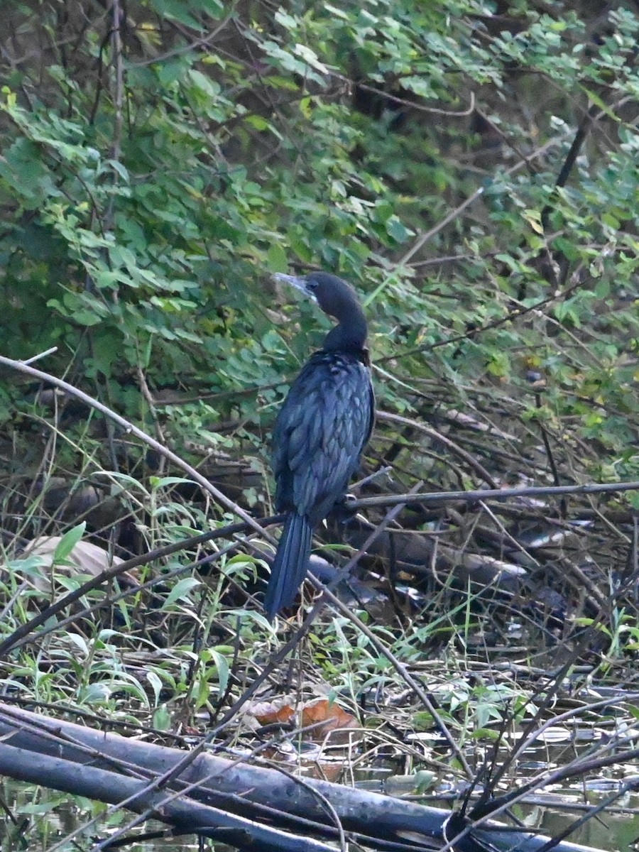 kormorán menší - ML647814942