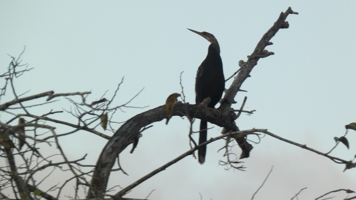 anhinga americká - ML647814944