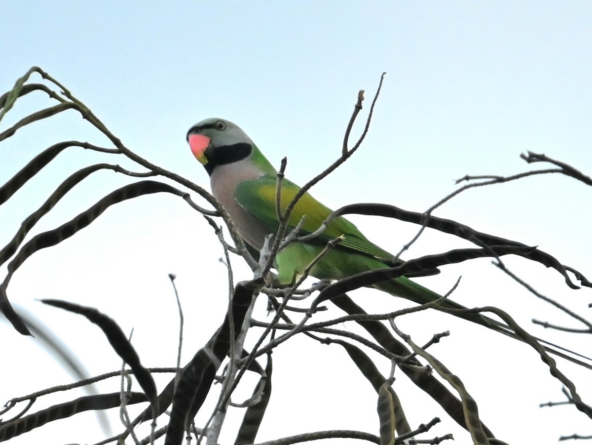 alexandr růžovoprsý - ML647814945