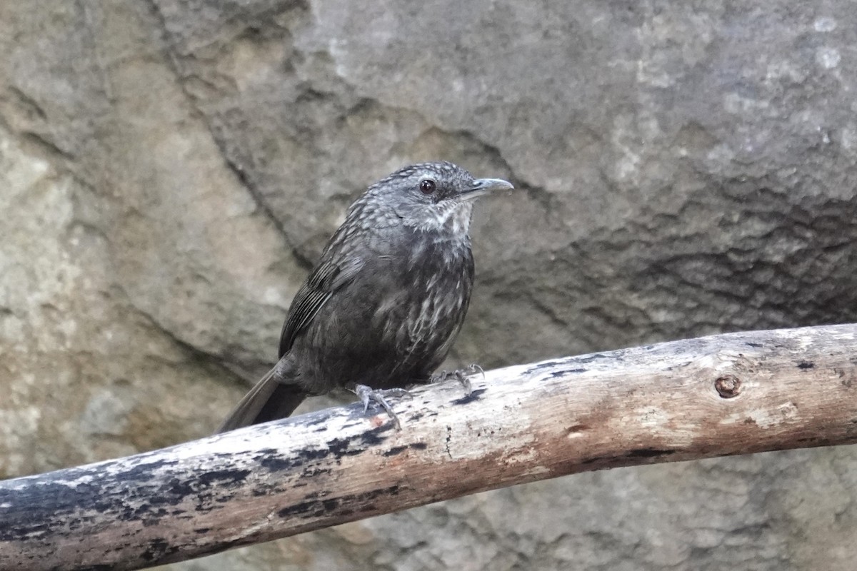 Variable Limestone Babbler - ML647814946