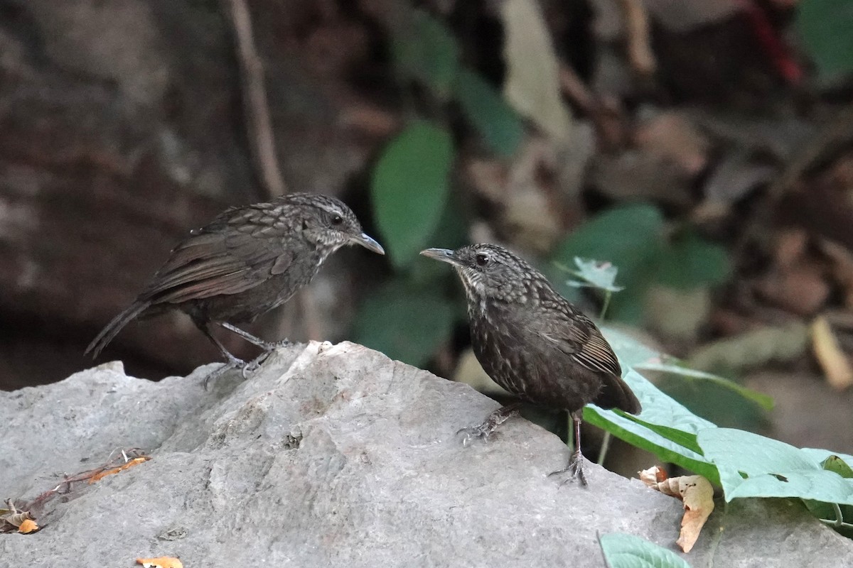Variable Limestone Babbler - ML647814947