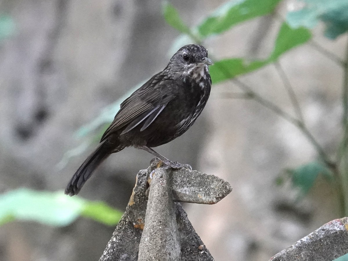 Variable Limestone Babbler - ML647814948