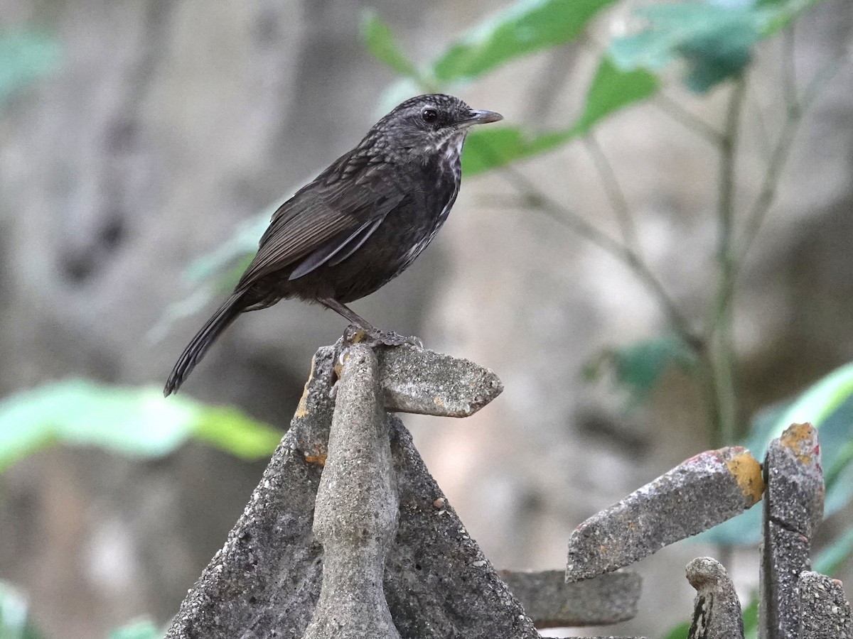 Variable Limestone Babbler - ML647814949