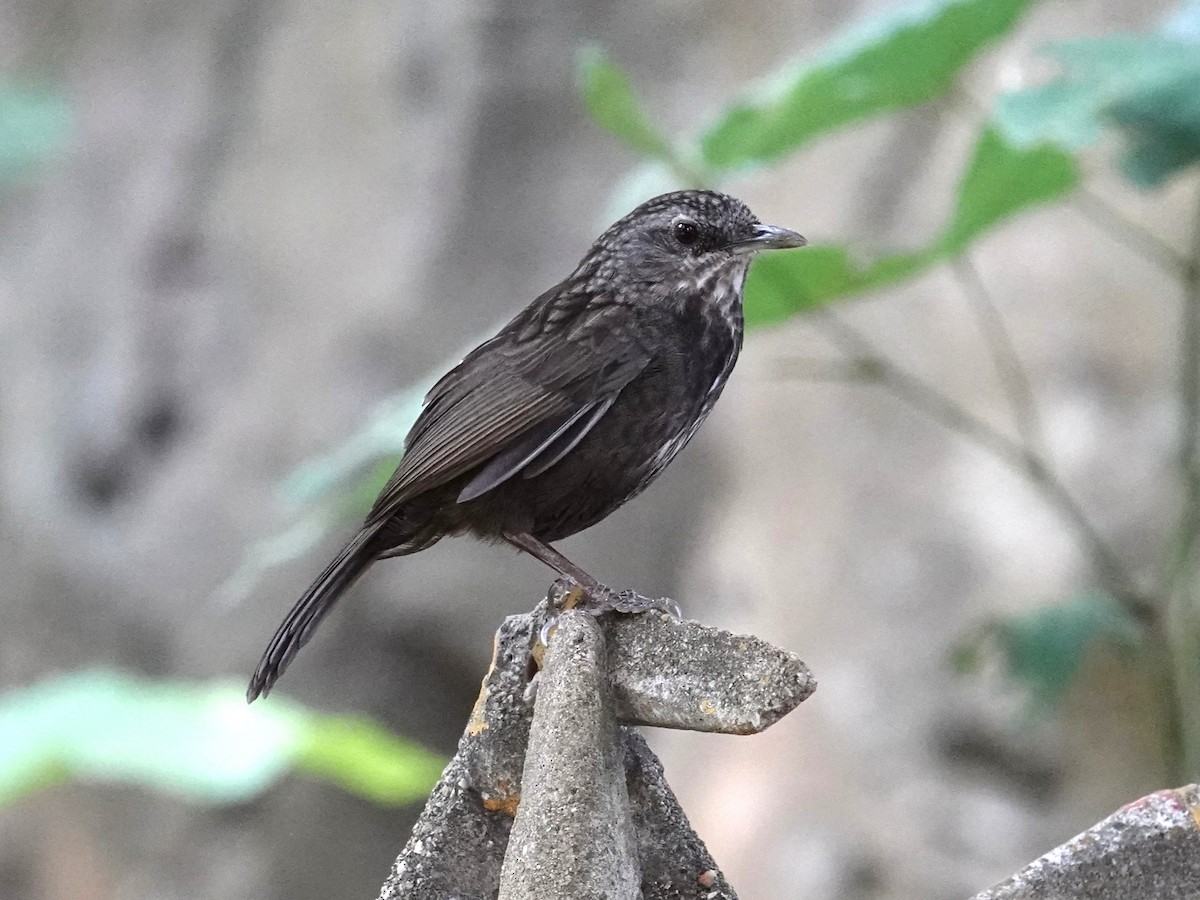 Variable Limestone Babbler - ML647814950