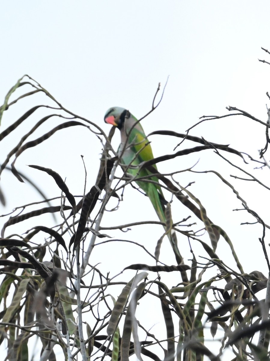 alexandr růžovoprsý - ML647814952