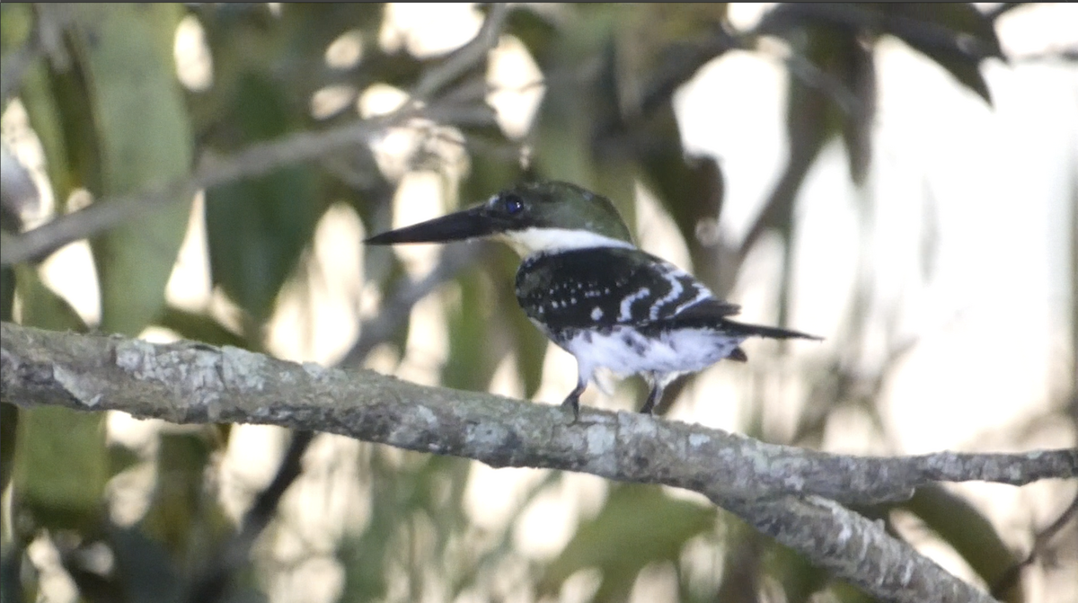 rybařík zelený - ML647814953