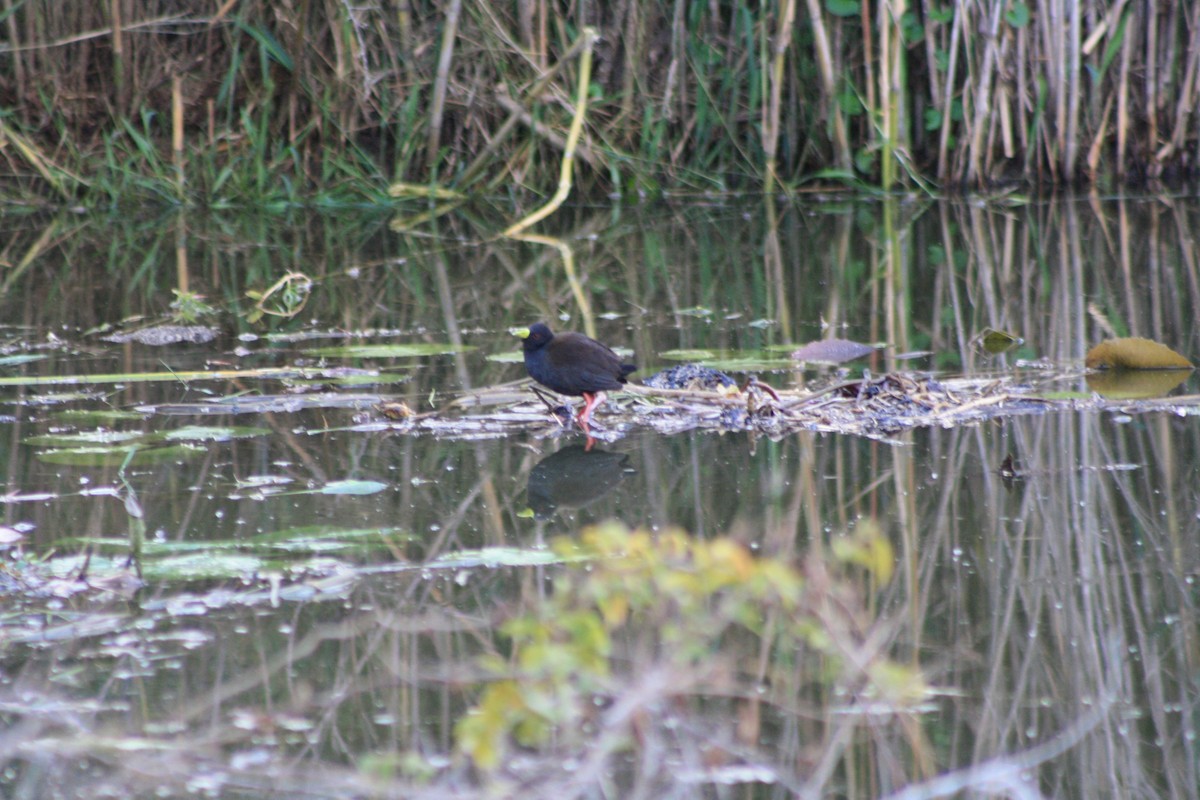 chřástal žlutozobý - ML647814954