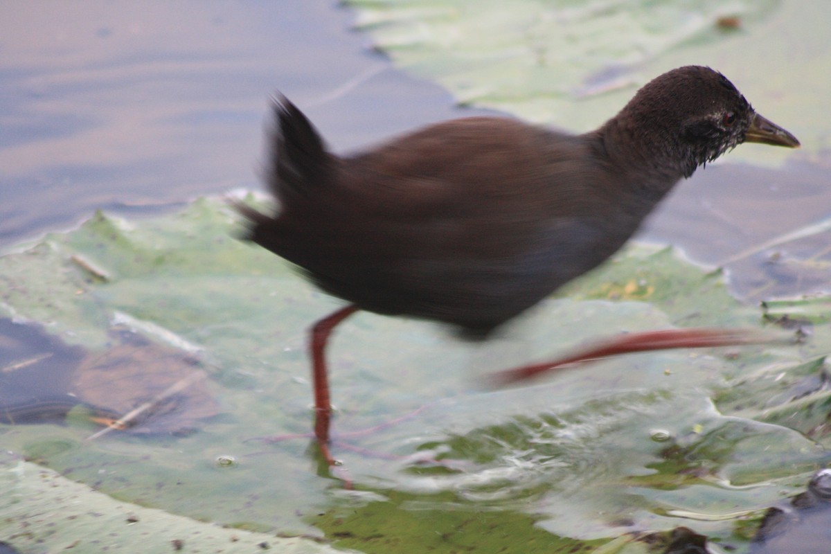 chřástal žlutozobý - ML647814955