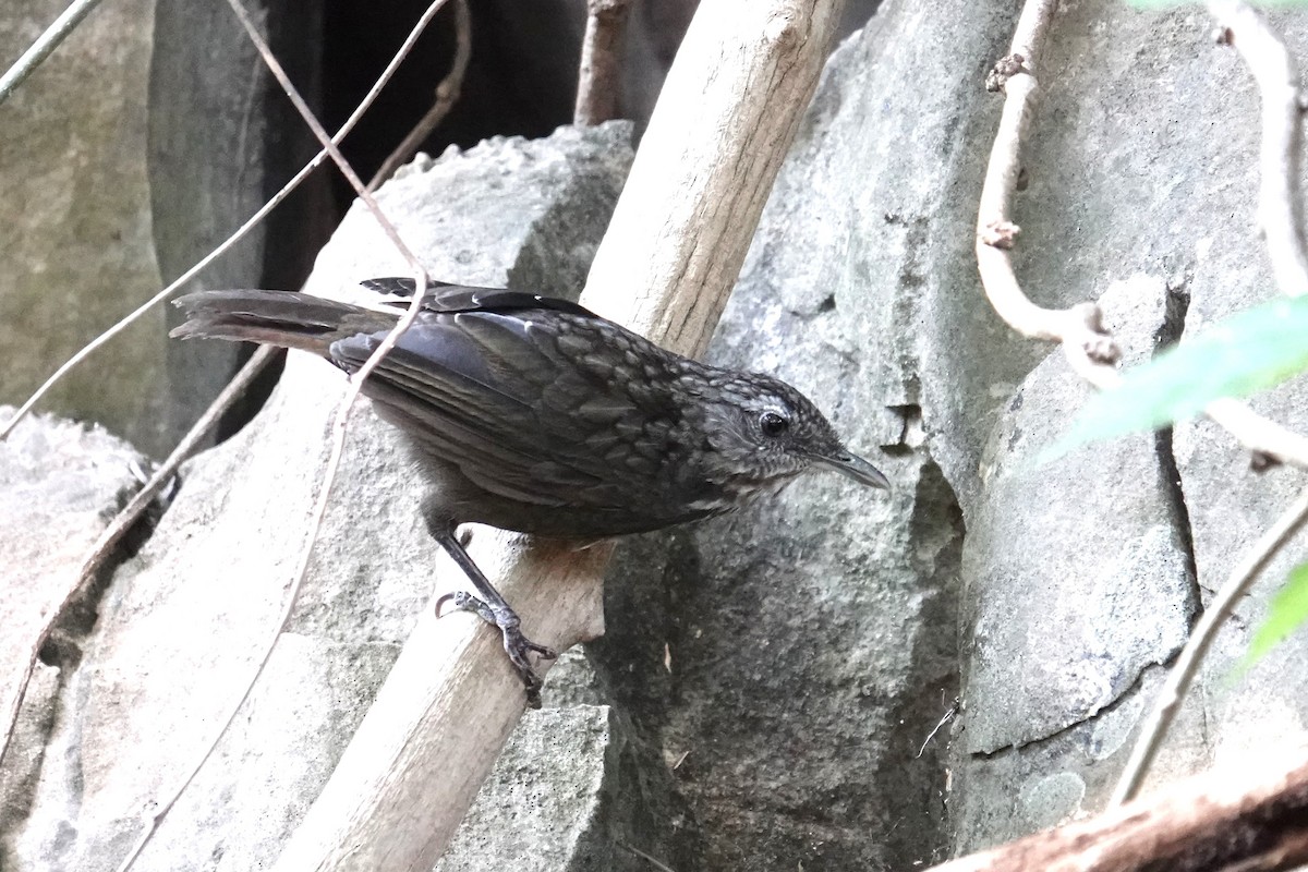 Variable Limestone Babbler - ML647814956