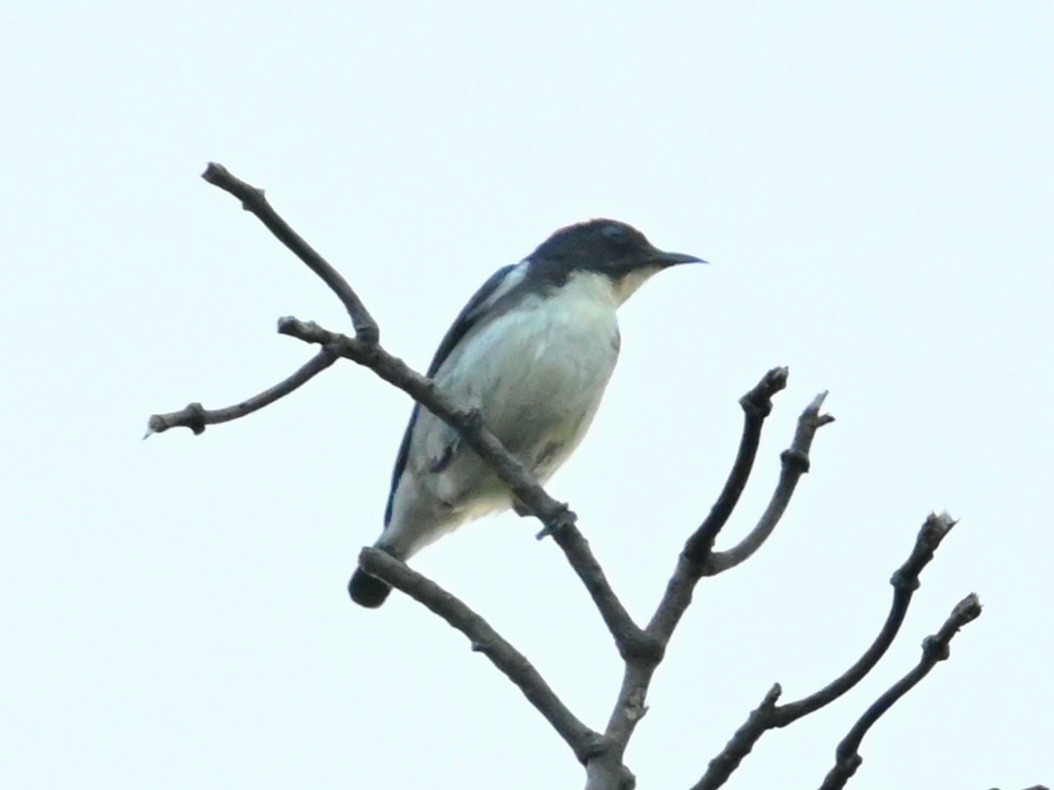 květozob červenohřbetý - ML647814957