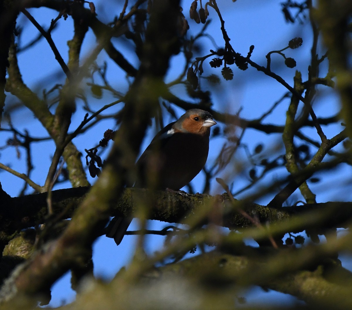 pěnkava obecná - ML647814958