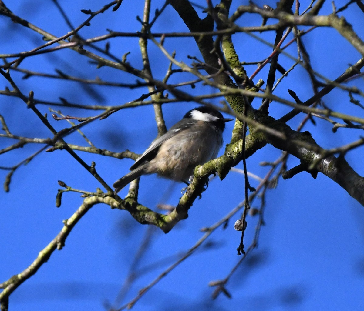 sýkora uhelníček (ssp. britannicus/hibernicus) - ML647814959