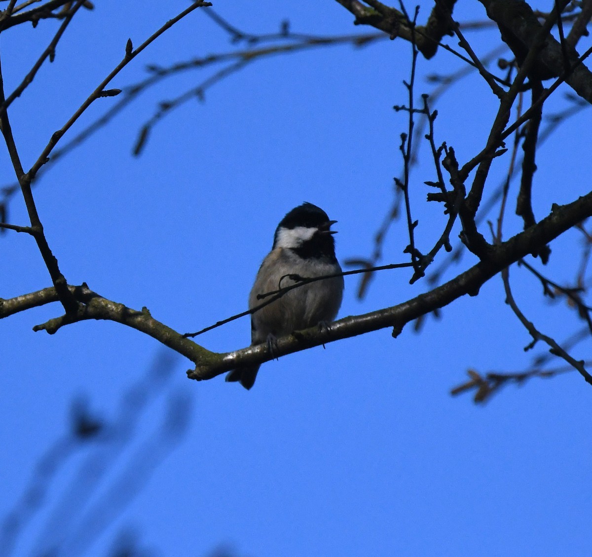 sýkora uhelníček (ssp. britannicus/hibernicus) - ML647814960