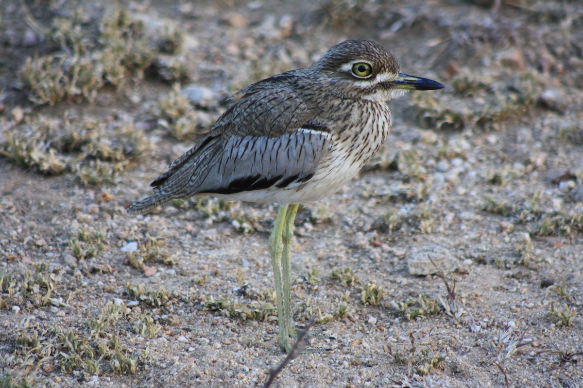 ミズベイシチドリ - ML647814961