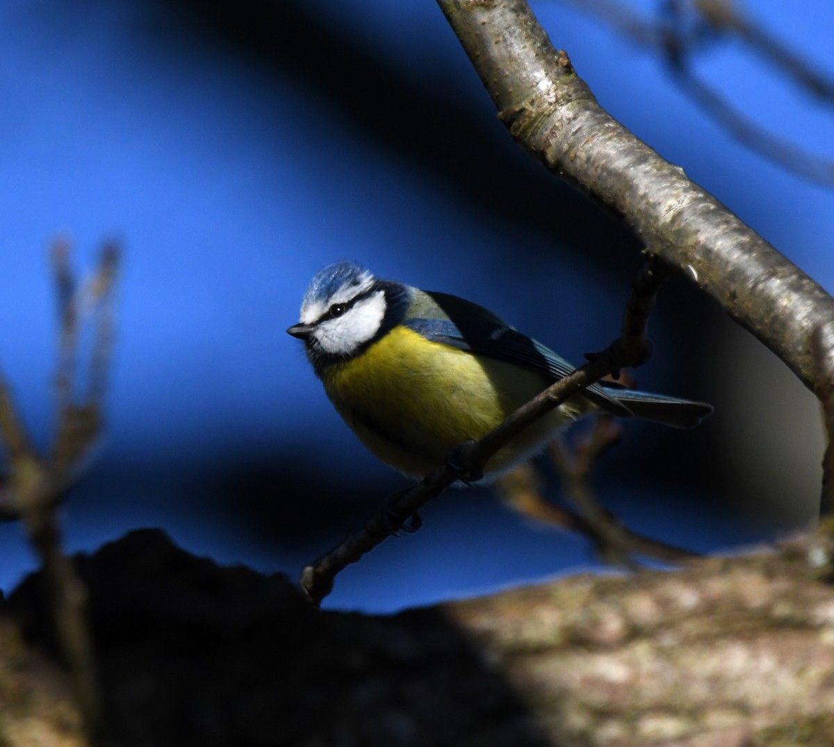 アオガラ - ML647814962