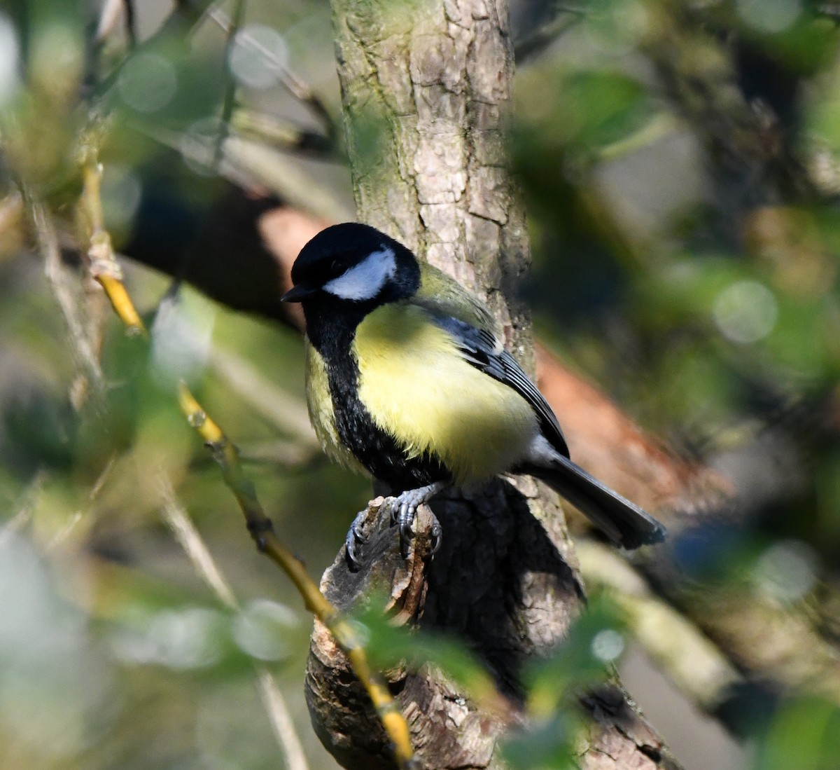 ヨーロッパシジュウカラ（major グループ） - ML647814963