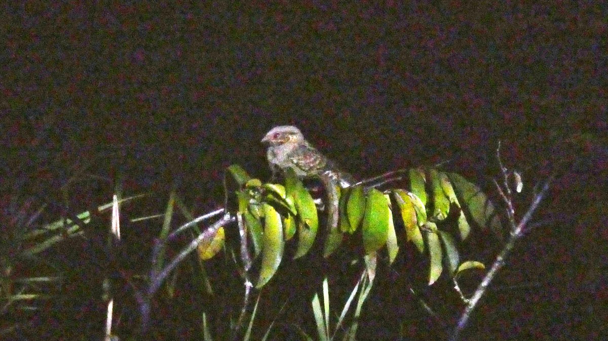 オオヨタカ - ML647814966