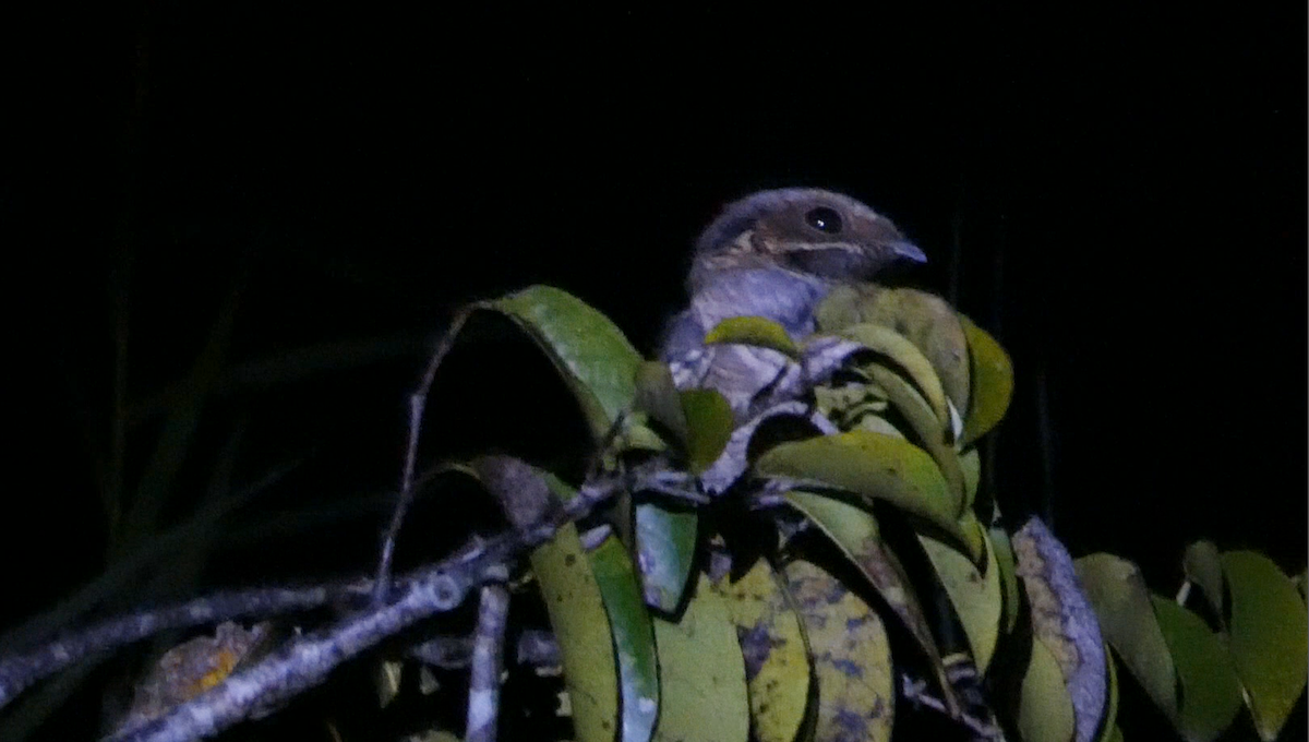 オオヨタカ - ML647814967