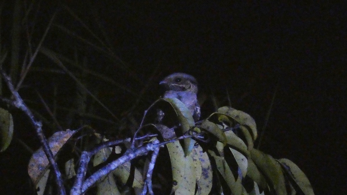 オオヨタカ - ML647814968