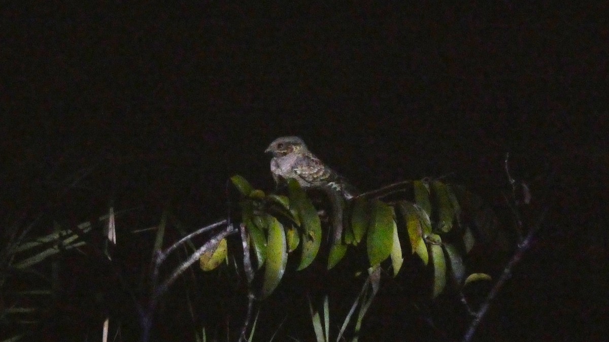 オオヨタカ - ML647814969