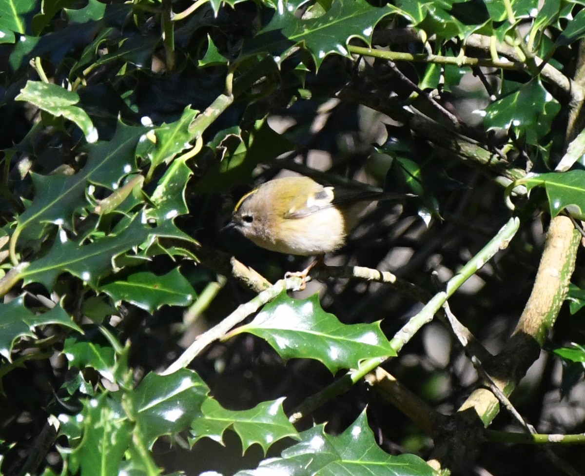 キクイタダキ（regulus グループ） - ML647814971