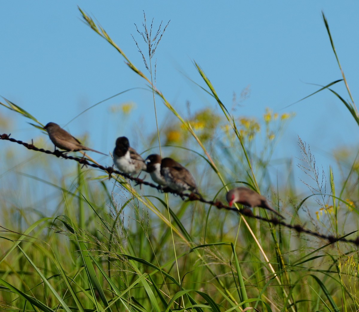 ハゴロモシチホウ - ML647814972