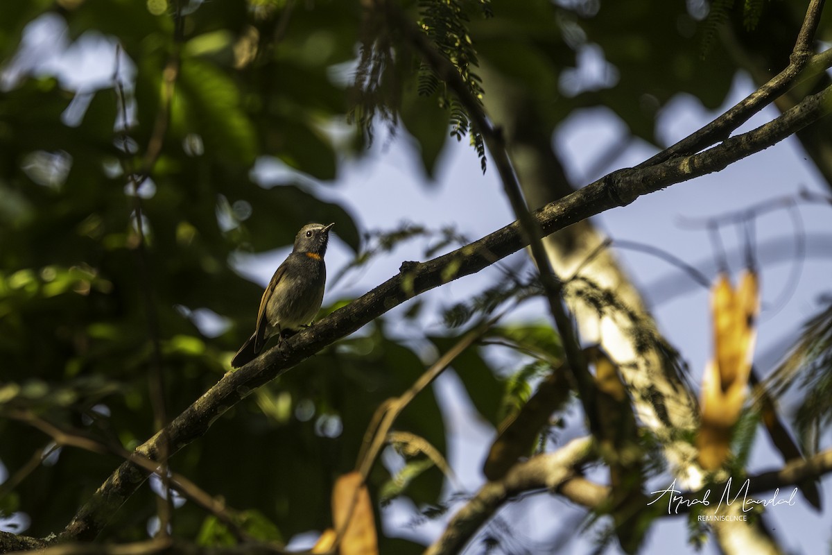 ノドグロヒタキ - ML647814973