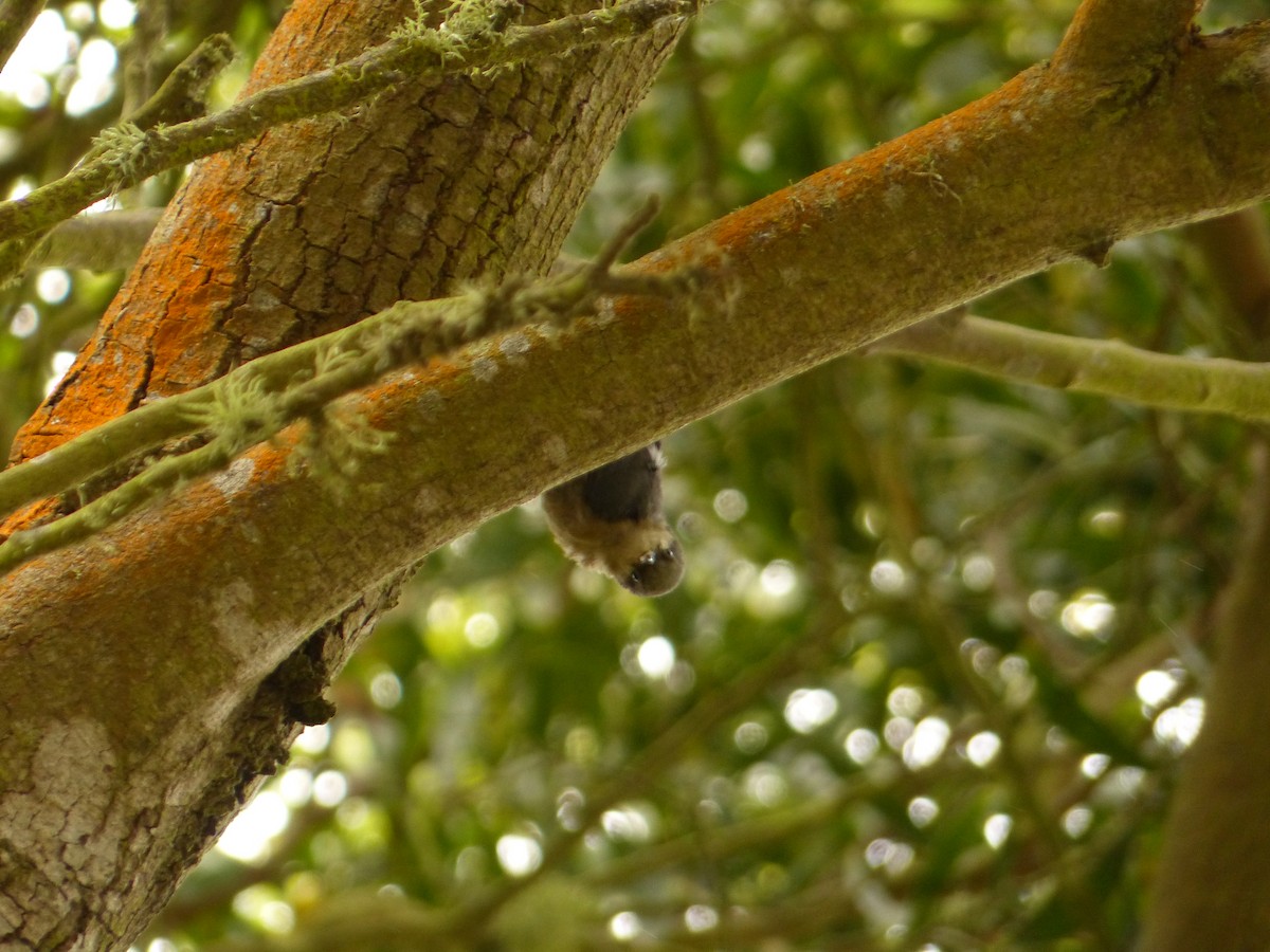 ヒメゴジュウカラ - ML647814974