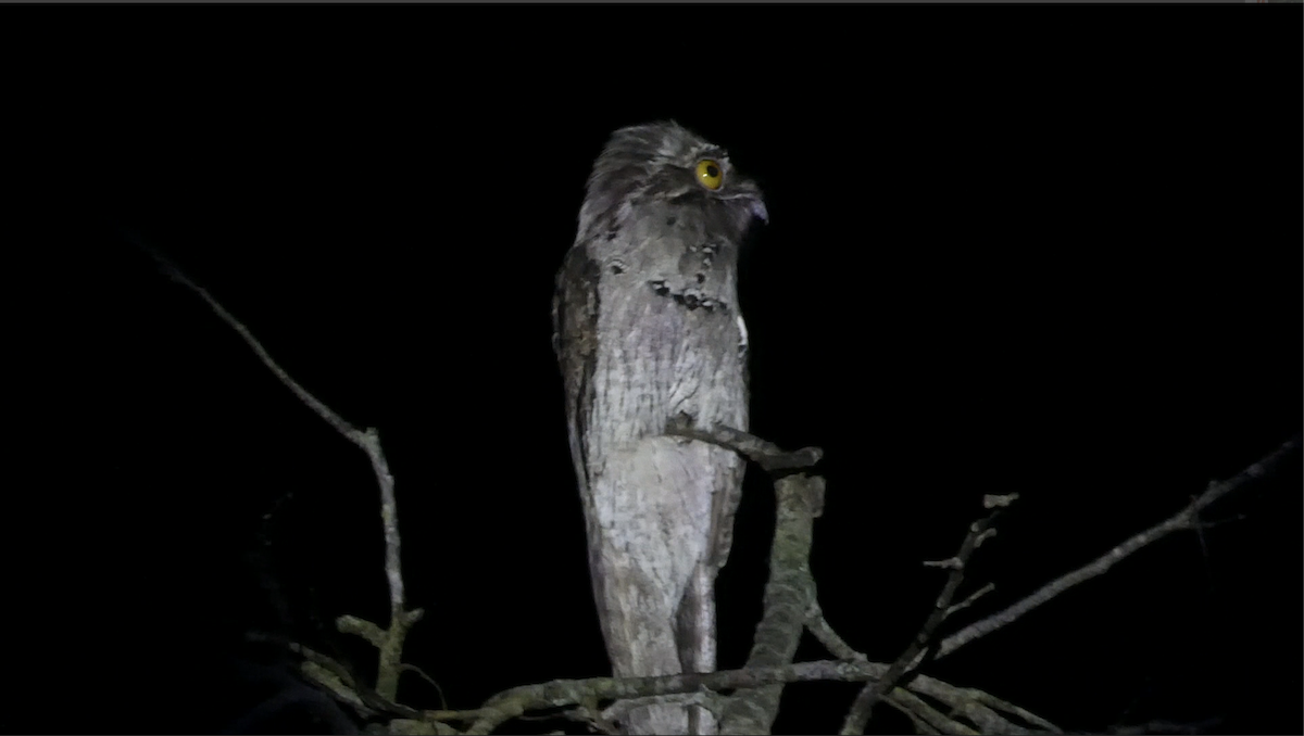 ジャマイカタチヨタカ - ML647814975