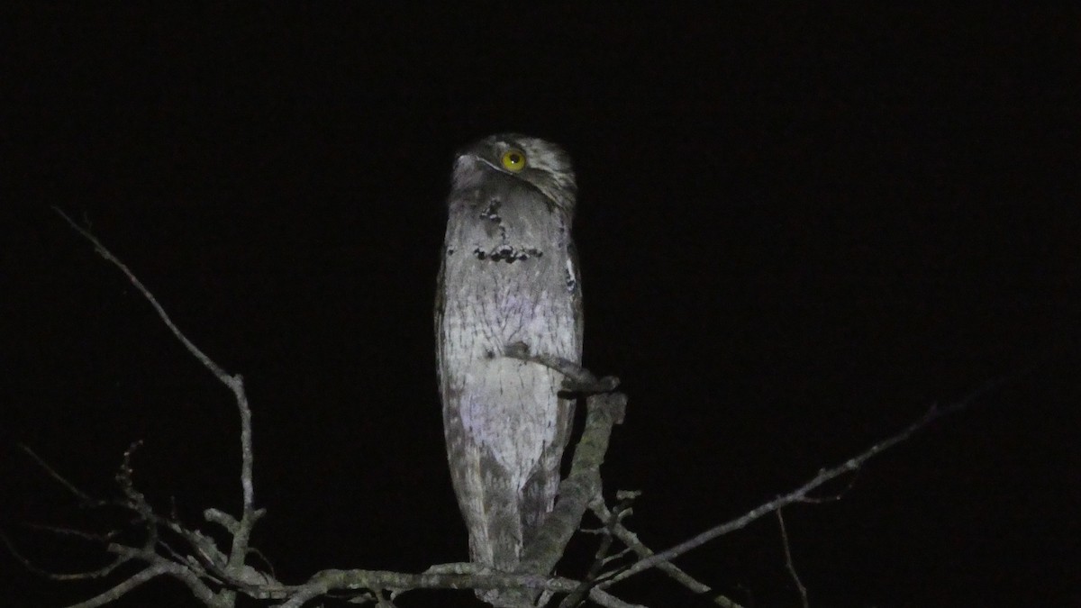 ジャマイカタチヨタカ - ML647814976