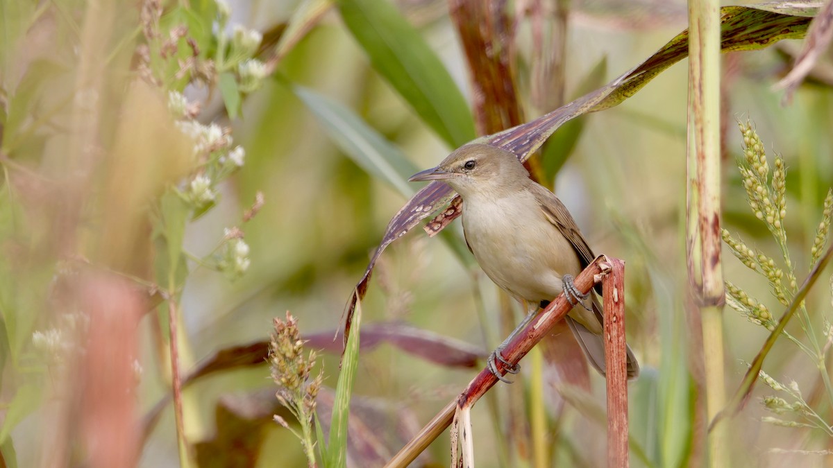 チュウヨシキリ - ML647814977