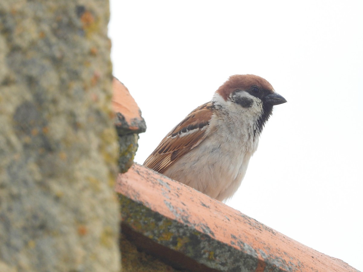 スズメ - ML647814978