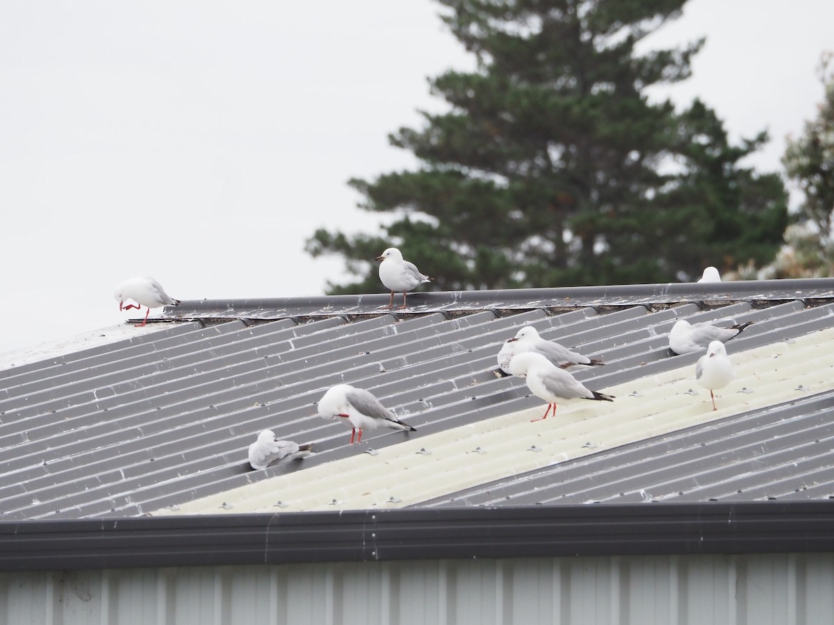 ギンカモメ - ML647814980