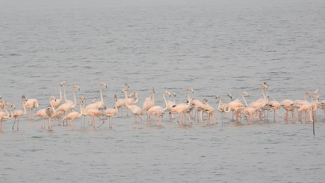 Greater Flamingo - ML647814981
