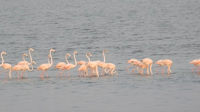 Greater Flamingo - ML647814982