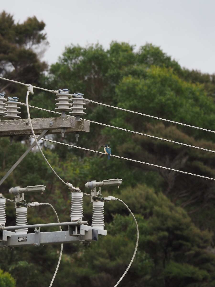 ヒジリショウビン - ML647814983