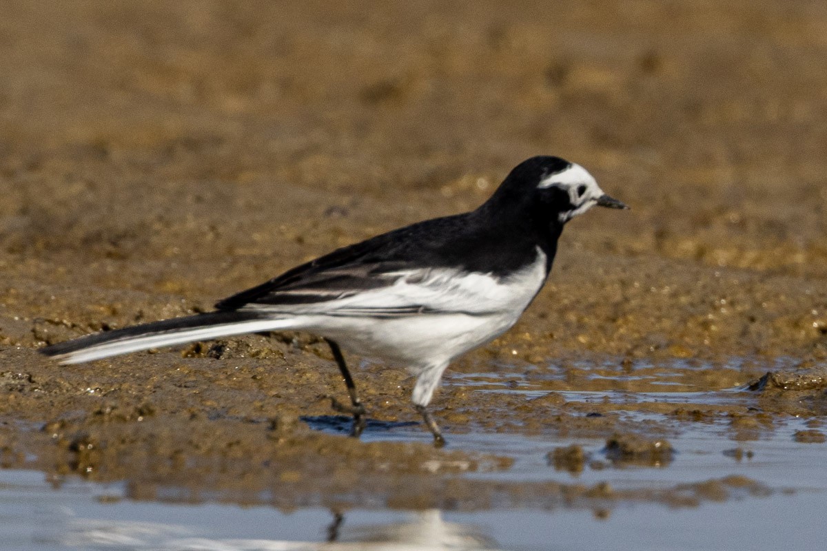 ハクセキレイ（亜種ネパールハクセキレイ） - ML647814984